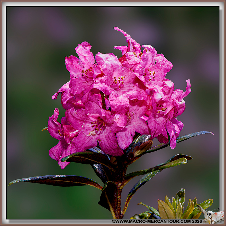 Rhodendrons